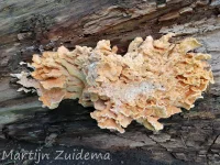 Zwavelzwam [Laetiporus sulphureus]
